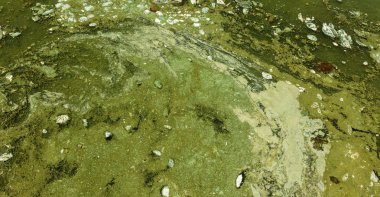 Eski kirli yosunlarla kirli dalga. Limanda kirli yosun deniz sörfü hatları. Kirli deniz, çevre kirliliği sorunu. Deniz dalgasındaki yosunlar. Zehirli çürüyen yosunlar. Ekolojik katasrofi