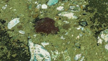 Eski kirli yosunlarla kirli dalga. Limanda kirli yosun deniz sörfü hatları. Kirli deniz, çevre kirliliği sorunu. Deniz dalgasındaki yosunlar. Zehirli çürüyen yosunlar. Ekolojik katasrofi