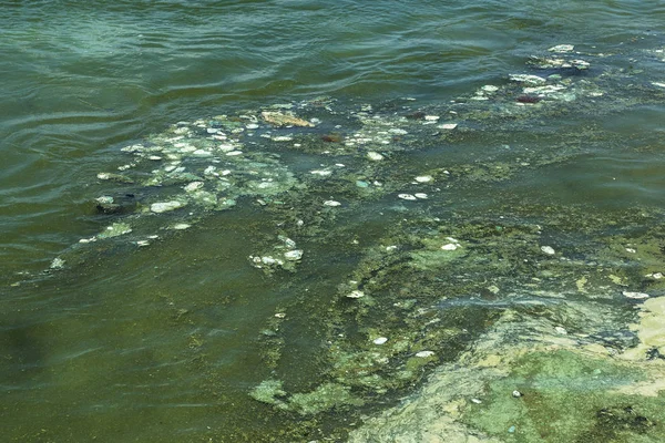더러운 파도와 더러운 항구에서 더러운 라인입니다 더러운 오염의 해조류 생태적 — 스톡 사진