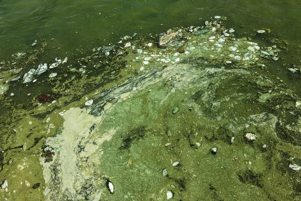 Грязная Волна Старыми Грязными Водорослями Грязные Морские Водоросли Морском Порту — стоковое фото