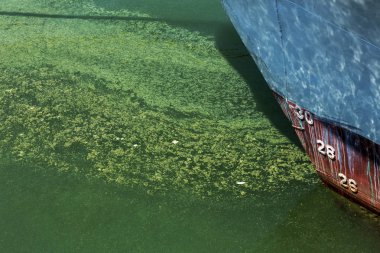 Eski kirli yosunlarla kirli dalga. Limanda kirli yosun deniz sörfü hatları. Kirli deniz, çevre kirliliği sorunu. Deniz dalgasındaki yosunlar. Zehirli çürüyen yosunlar. Ekolojik katasrofi