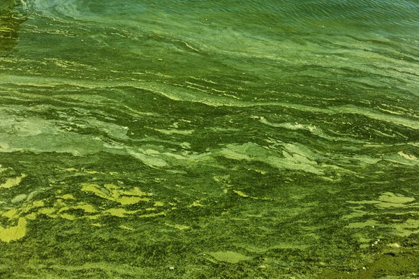 脏波与旧的脏藻 肮脏的海藻海上冲浪线在海港 肮脏的海洋 环境污染的环境问题 海波中的藻类 有毒的腐烂藻类 生态灾难 — 图库照片