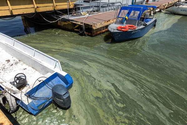 Odessa Ucrania Junio 2019 Ola Sucia Con Algas Sucias Viejas — Foto de Stock