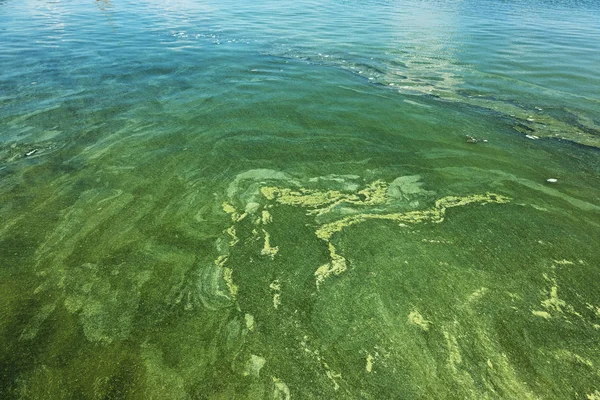 Dirty Wave Old Dirty Algae Dirty Seaweed Sea Surf Lines — Stock Photo, Image
