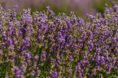 Yumuşak odak, pastel renkler ve bulanıklık arka plan güneşte Lavanta çiçekleri. Mor lavanta tarlası. Metin için yer ile Provence. Fransız lavantaalanında, keskin olmayan ışık etkisi. Kısa odaklama