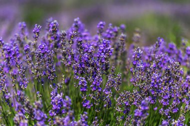 Yumuşak odak, pastel renkler ve bulanıklık arka plan güneşte Lavanta çiçekleri. Mor lavanta tarlası. Metin için yer ile Provence. Fransız lavantaalanında, keskin olmayan ışık etkisi. Kısa odaklama