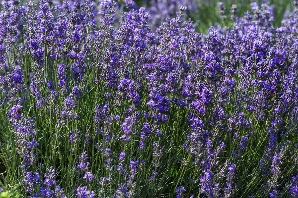 Lavender Flowers Sun Soft Focus Pastel Colors Blur Background Purple — Stock Photo, Image