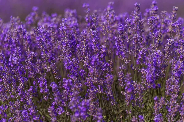 Lavender Flowers Sun Soft Focus Pastel Colors Blur Background Purple — Stock Photo, Image