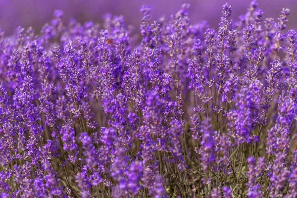 Lavender Flowers Sun Soft Focus Pastel Colors Blur Background Purple — Stock Photo, Image