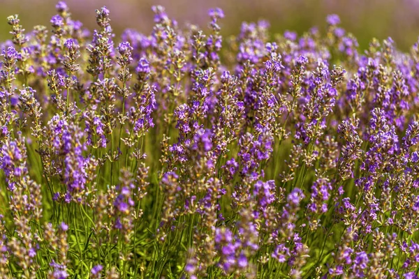 Lavender Flowers Sun Soft Focus Pastel Colors Blur Background Purple — Stock Photo, Image