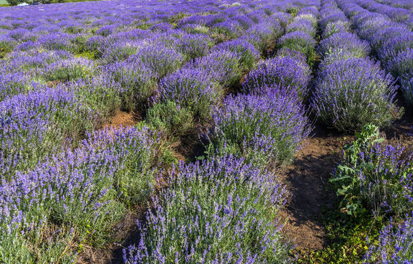 Лавандовые цветы на солнце в мягком фокусе, пастельные цвета и размытый фон. Фиолетовое поле лаванды. Прованс с пространством для текста. Французская лаванда в поле, нерезкий световой эффект. Уйти от акцента

