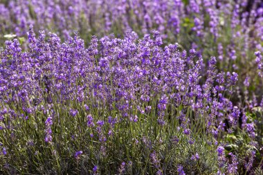 Yumuşak odak, pastel renkler ve bulanıklık arka plan güneşte Lavanta çiçekleri. Mor lavanta tarlası. Metin için yer ile Provence. Fransız lavantaalanında, keskin olmayan ışık etkisi. Kısa odaklama