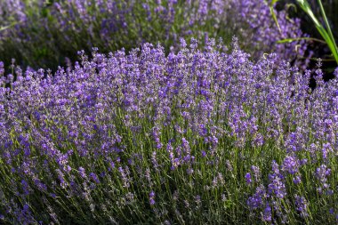 Yumuşak odak, pastel renkler ve bulanıklık arka plan güneşte Lavanta çiçekleri. Mor lavanta tarlası. Metin için yer ile Provence. Fransız lavantaalanında, keskin olmayan ışık etkisi. Kısa odaklama