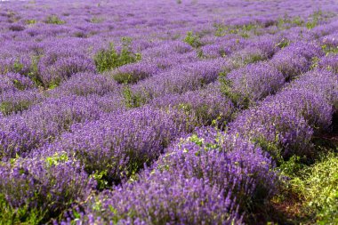 Yumuşak odak, pastel renkler ve bulanıklık arka plan güneşte Lavanta çiçekleri. Mor lavanta tarlası. Metin için yer ile Provence. Fransız lavantaalanında, keskin olmayan ışık etkisi. Kısa odaklama