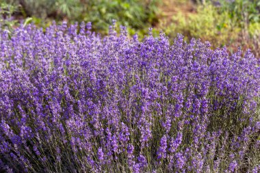 Yumuşak odak, pastel renkler ve bulanıklık arka plan güneşte Lavanta çiçekleri. Mor lavanta tarlası. Metin için yer ile Provence. Fransız lavantaalanında, keskin olmayan ışık etkisi. Kısa odaklama