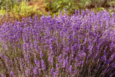 Yumuşak odak, pastel renkler ve bulanıklık arka plan güneşte Lavanta çiçekleri. Mor lavanta tarlası. Metin için yer ile Provence. Fransız lavantaalanında, keskin olmayan ışık etkisi. Kısa odaklama