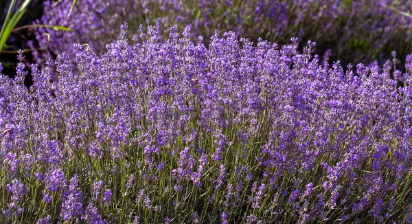 Lavender Flowers Sun Soft Focus Pastel Colors Blur Background Purple — Stock Photo, Image