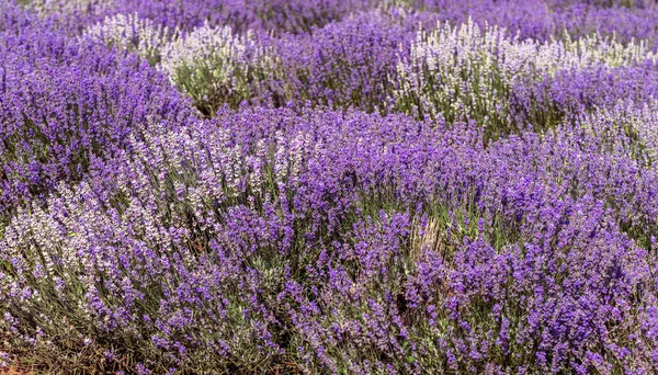 Lavendel Blommor Solen Mjukt Fokus Pastellfärger Och Oskärpa Bakgrund Lila — Stockfoto