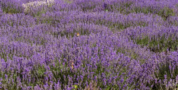 Lavender Flowers Sun Soft Focus Pastel Colors Blur Background Purple — Stock Photo, Image