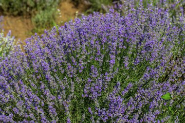 Yumuşak odak, pastel renkler ve bulanıklık arka plan güneşte Lavanta çiçekleri. Mor lavanta tarlası. Metin için yer ile Provence. Fransız lavantaalanında, keskin olmayan ışık etkisi. Kısa odaklama