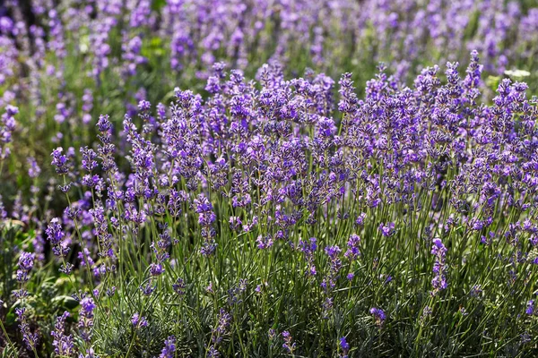 Lavender Flowers Sun Soft Focus Pastel Colors Blur Background Purple — Stock Photo, Image