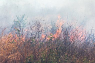Bozkırda güçlü duman. Orman ve bozkır yangınları şiddetli kuraklık sırasında tarlaları ve bozkırları yok eder. Ateş, güçlü duman. Sıcak ateşin gerginliği nedeniyle bulanıklaştırma odağı. Felaket, hasar, evleriçin risk