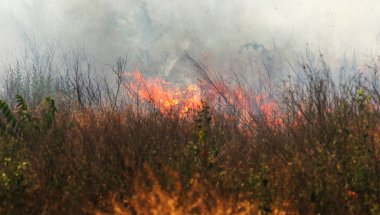 Bozkırda güçlü duman. Orman ve bozkır yangınları şiddetli kuraklık sırasında tarlaları ve bozkırları yok eder. Ateş, güçlü duman. Sıcak ateşin gerginliği nedeniyle bulanıklaştırma odağı. Felaket, hasar, evleriçin risk