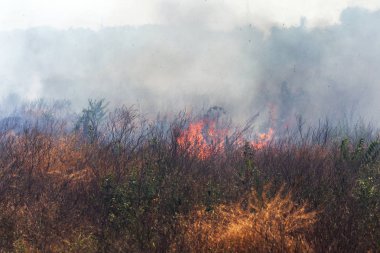 Bozkırda güçlü duman. Orman ve bozkır yangınları şiddetli kuraklık sırasında tarlaları ve bozkırları yok eder. Ateş, güçlü duman. Sıcak ateşin gerginliği nedeniyle bulanıklaştırma odağı. Felaket, hasar, evleriçin risk