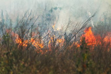 Bozkırda güçlü duman. Orman ve bozkır yangınları şiddetli kuraklık sırasında tarlaları ve bozkırları yok eder. Ateş, güçlü duman. Sıcak ateşin gerginliği nedeniyle bulanıklaştırma odağı. Felaket, hasar, evleriçin risk