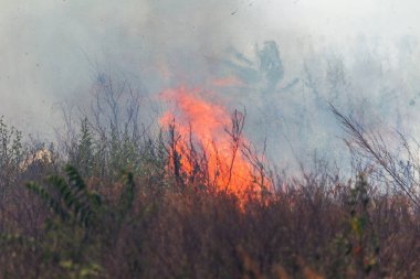 Bozkırda güçlü duman. Orman ve bozkır yangınları şiddetli kuraklık sırasında tarlaları ve bozkırları yok eder. Ateş, güçlü duman. Sıcak ateşin gerginliği nedeniyle bulanıklaştırma odağı. Felaket, hasar, evleriçin risk