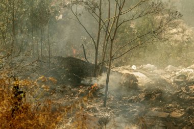 Bozkırda güçlü duman. Orman ve bozkır yangınları şiddetli kuraklık sırasında tarlaları ve bozkırları yok eder. Ateş, güçlü duman. Sıcak ateşin gerginliği nedeniyle bulanıklaştırma odağı. Felaket, hasar, evleriçin risk