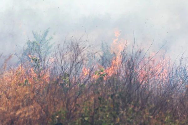 Strong smoke in steppe. Forest and steppe fires destroy fields and steppes during severe droughts. Fire, strong smoke. Blur focus due to jitter of hot hot fire. Disaster, damage, risk to houses