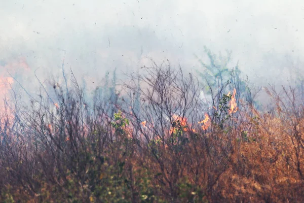 Strong smoke in steppe. Forest and steppe fires destroy fields and steppes during severe droughts. Fire, strong smoke. Blur focus due to jitter of hot hot fire. Disaster, damage, risk to houses