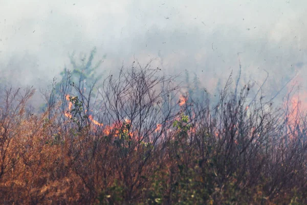 Сильний Дим Степу Лісові Степові Пожежі Знищують Поля Степи Під — стокове фото