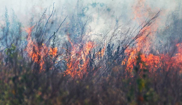 Starker Rauch Der Steppe Wald Und Steppenbrände Zerstören Während Schwerer — Stockfoto