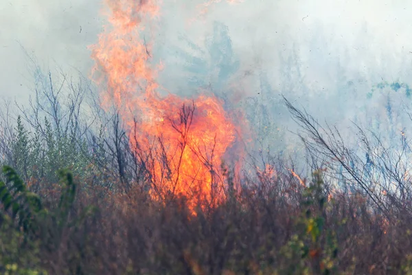 Bozkırda Güçlü Duman Orman Bozkır Yangınları Şiddetli Kuraklık Sırasında Tarlaları — Stok fotoğraf