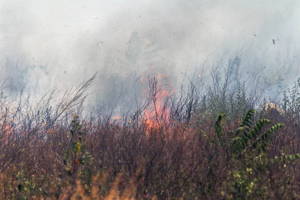 草原上浓烟滚滚 森林和草原大火在严重干旱期间毁坏了田野和草原 浓烟由于热火的抖动 模糊焦点 房屋风险 — 图库照片