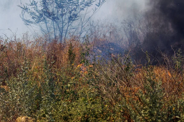 Strong smoke in steppe. Forest and steppe fires destroy fields and steppes during severe droughts. Fire, strong smoke. Blur focus due to jitter of hot hot fire. Disaster, damage, risk to houses