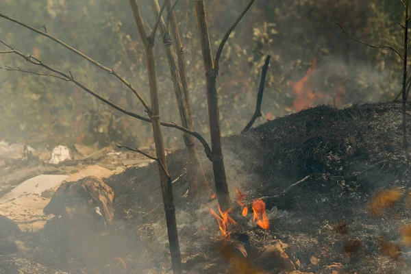 Сильный Дым Степи Лесные Степные Пожары Уничтожают Поля Степи Время — стоковое фото
