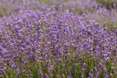 Yumuşak odak, pastel renkler ve bulanıklık arka plan güneşte Lavanta çiçekleri. Mor lavanta tarlası. Metin için yer ile Provence. Fransız lavantaalanında, keskin olmayan ışık etkisi. Kısa odaklama