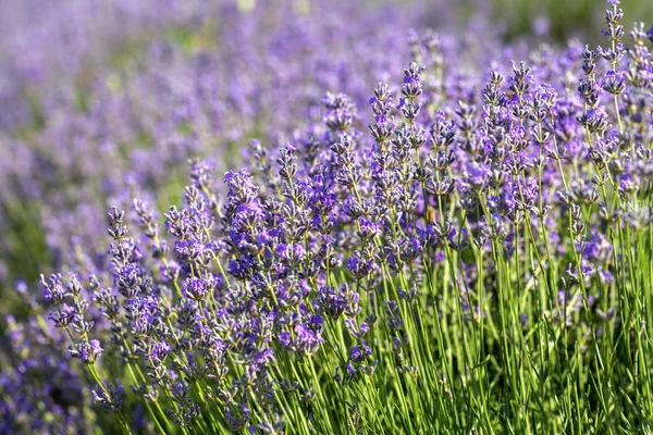 Lavender Flowers Sun Soft Focus Pastel Colors Blur Background Purple — Stock Photo, Image