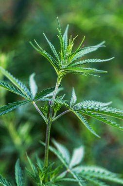 Kırsal kesimde taze tarım esrarı ve marihuana yetişiliyor. Arka plan bitkiler kenevir yeşil çim ekimi ile doğa çiftlik alanı çiçek, kenevir marihuana bitkiler büyümüş