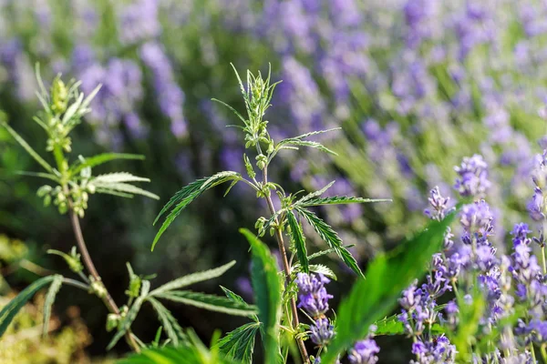 Fresh Agricultural Cannabis Marijuana Growing Countryside Background Plants Hemp Bloom — Stock Photo, Image