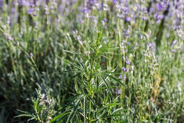 Cannabis Agricole Frais Marijuana Poussent Campagne Plantes Fond Champ Culture — Photo