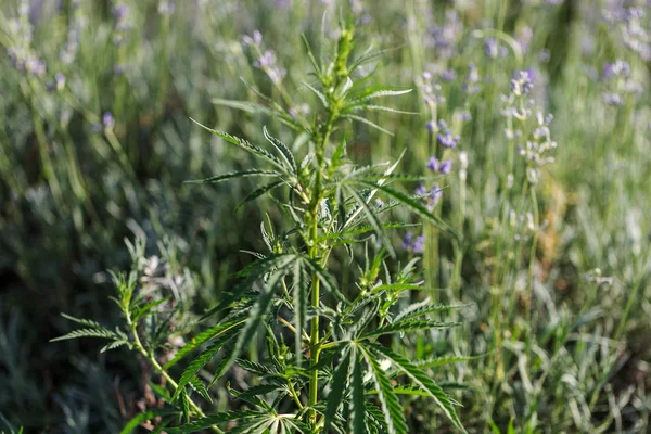 Cannabis Agrícola Fresca Marijuana Estão Crescer Campo Plantas Fundo Cânhamo — Fotografia de Stock