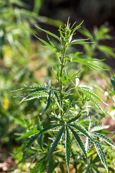 新鮮な農業大麻とマリファナは 田舎で成長しています 背景植物大麻は 緑の芝生の植え付けと自然の農場を咲かせ 大麻マリファナ植物は過剰に成長しています — ストック写真