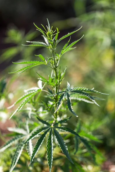 Cannabis Agrícola Fresco Marihuana Están Creciendo Campo Plantas Fondo Floración — Foto de Stock