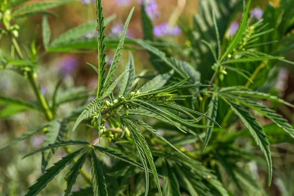 Auf Dem Land Wachsen Frisches Landwirtschaftliches Cannabis Und Marihuana Hintergrund — Stockfoto