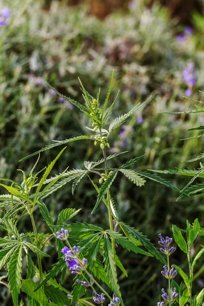 Cannabis Agrícola Fresco Marihuana Están Creciendo Campo Plantas Fondo Floración — Foto de Stock