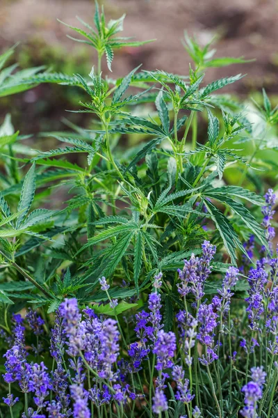 Auf Dem Land Wachsen Frisches Landwirtschaftliches Cannabis Und Marihuana Hintergrund — Stockfoto